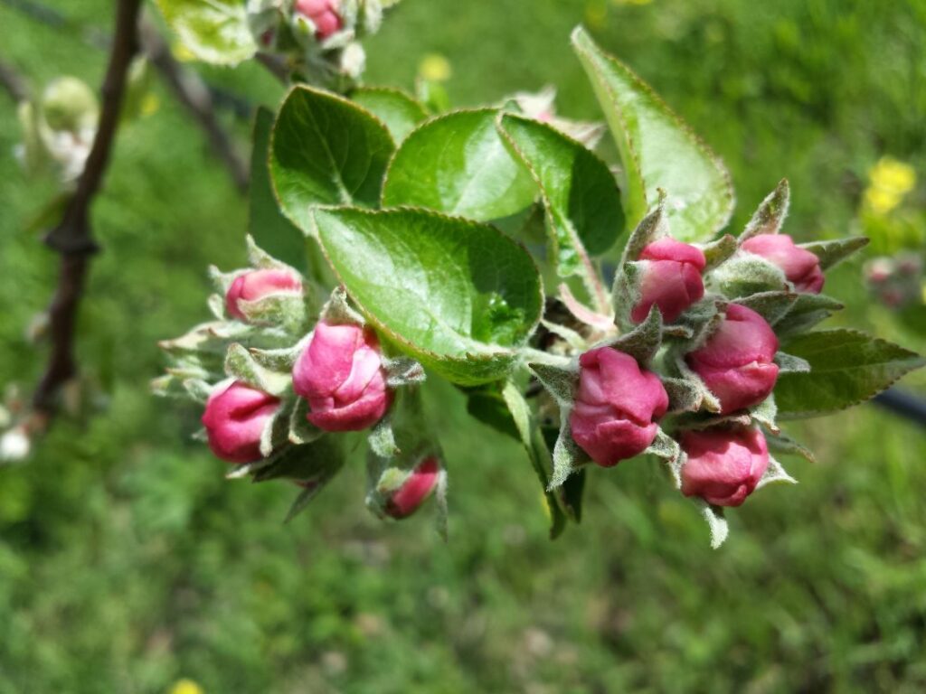 Bramley blossom at the 'pink' stage, about to burst into flower. Bramleys usually reach this stage at the beginning of October in central Victoria (this photo was taken on October 3)