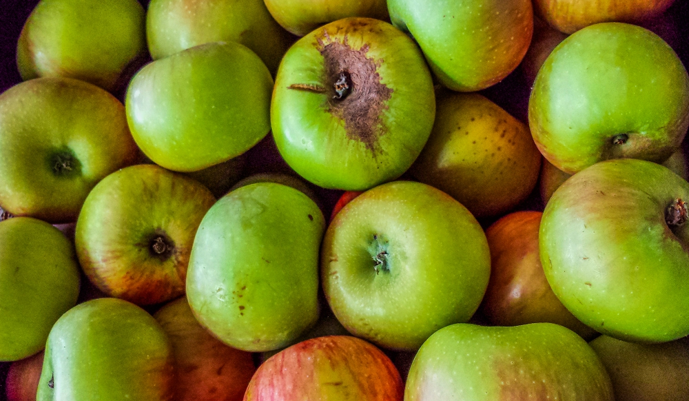 A nice harvest of Bramley apples