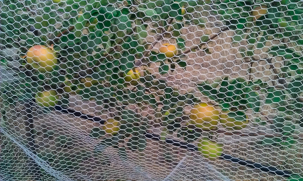 It's easy to protect your Bramleys from birds with some drape netting