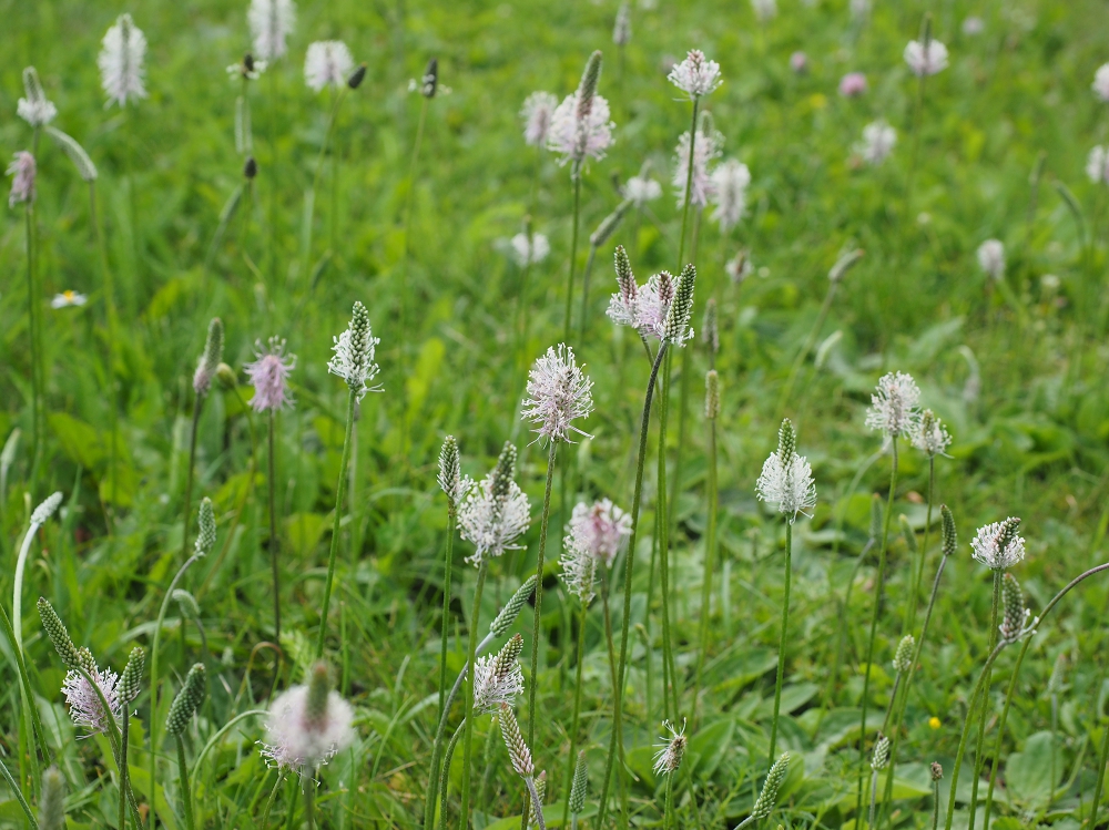 Plantain, a common weed with many uses