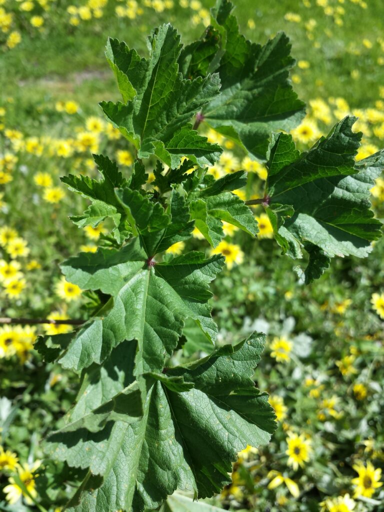 Marshmallow and capeweed - two much-hated weeds that actually have many uses