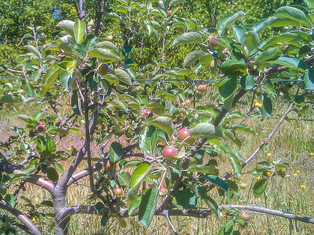 A Bramley tree just after thinning, showing the remaining crop nicely spaced out, leaving enough room for them to grow to a decent size.