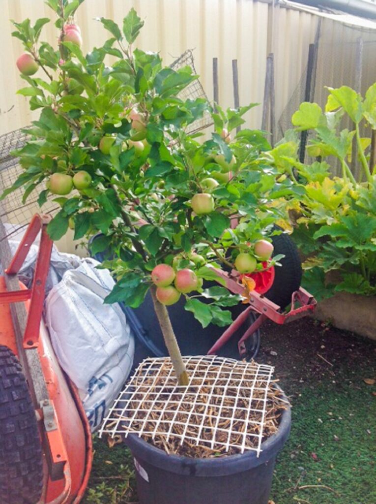 A wonderfully productive apple tree in a pot in a Grow Great Fruit member's garden 