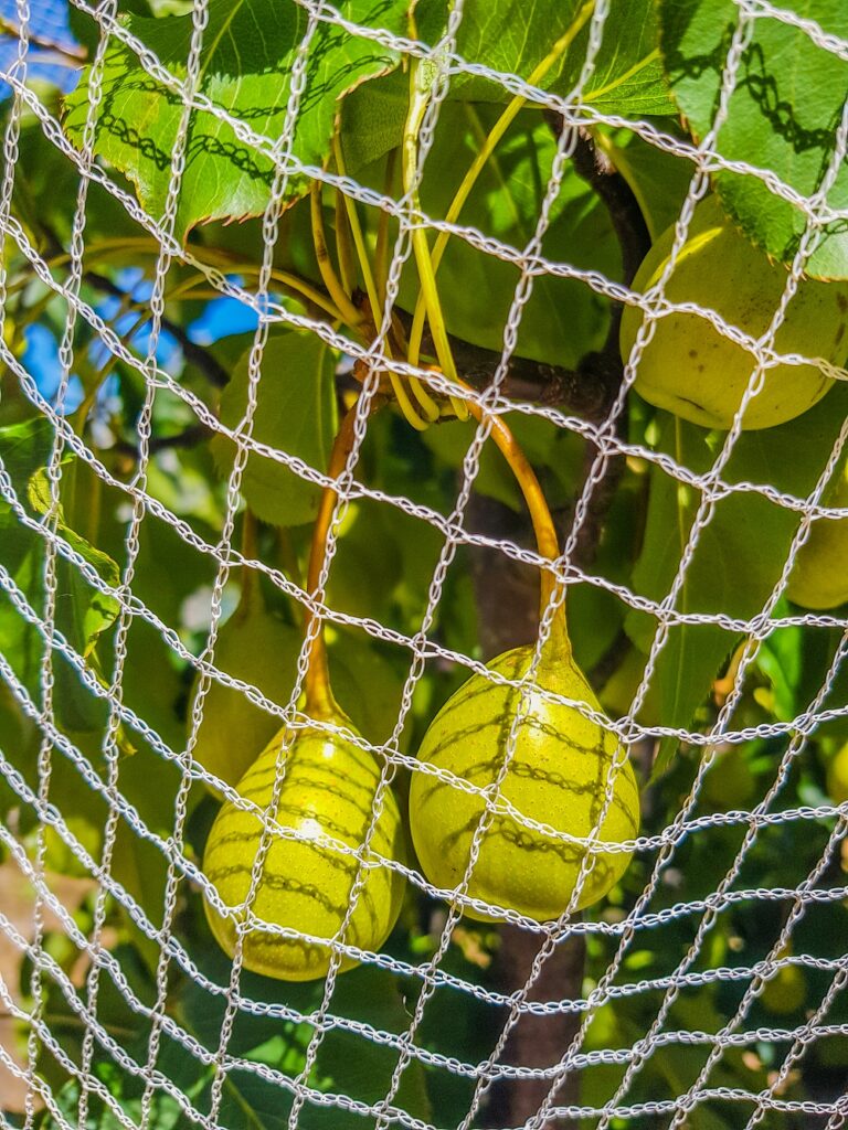 Like any fruit tree, pears need to be netted to protect the fruit from birds