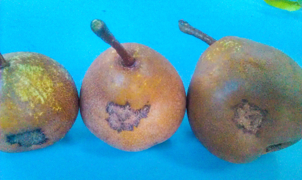 Black spot damage on pears