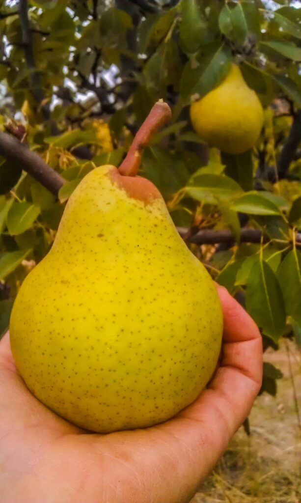 A perfect Packham pear