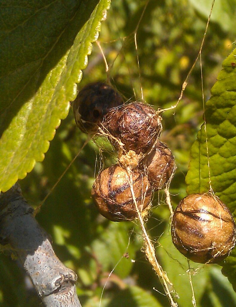 Spider eggs in a plum tree