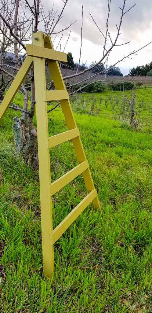 A cute picking ladder that's completely different to the type we use