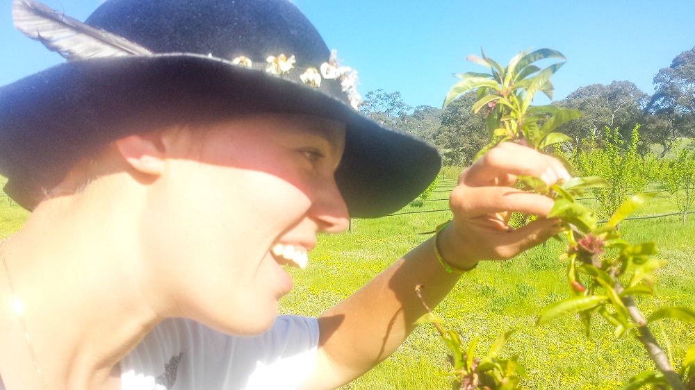 Top 7 tips to control aphids in your fruit trees