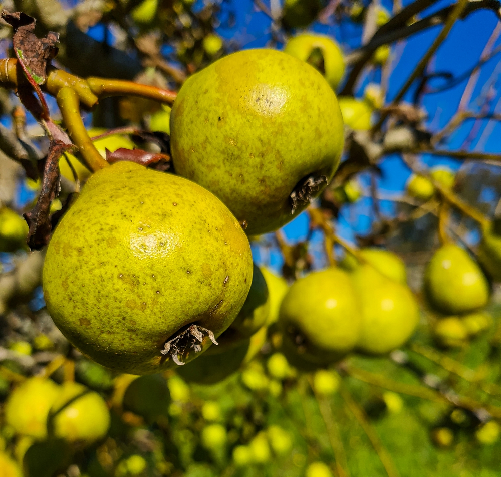 The value of your fruit trees is usually measured by the fruit they grow