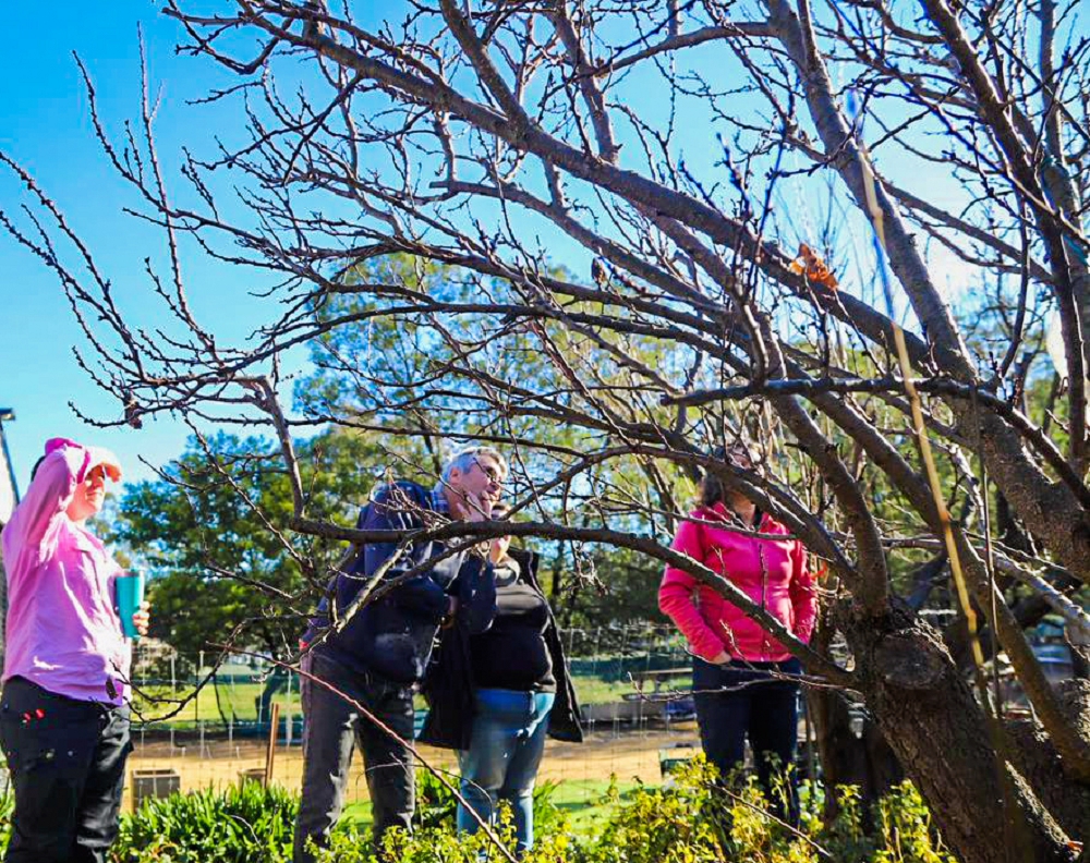 People coming together around a fruit tree to learn how to prune