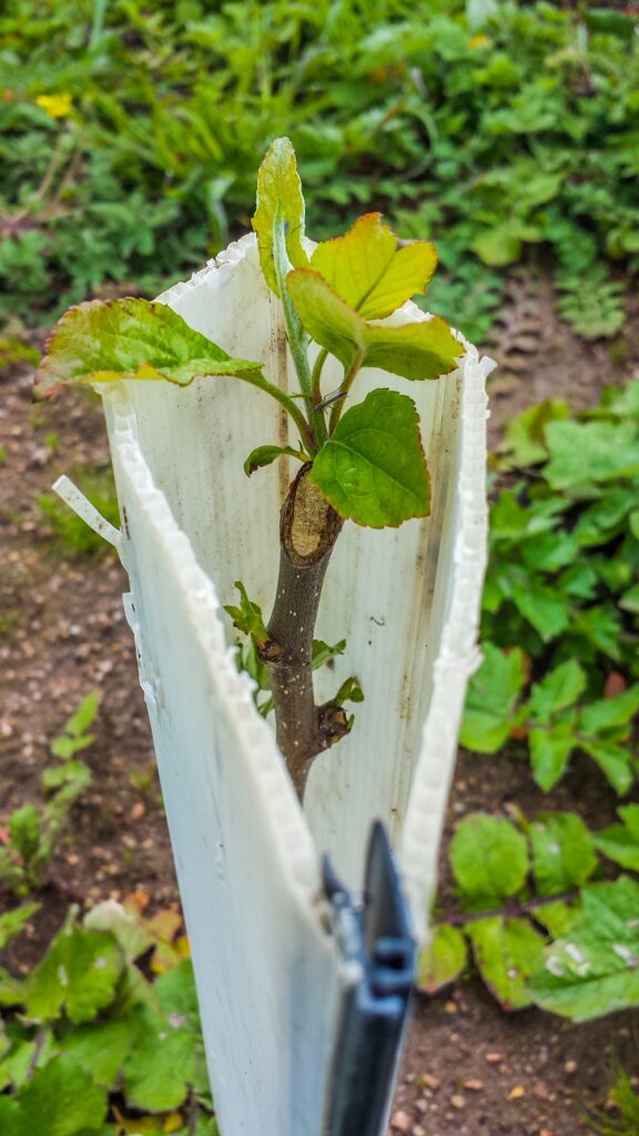 A corflute tree guard protecting a baby apple tree