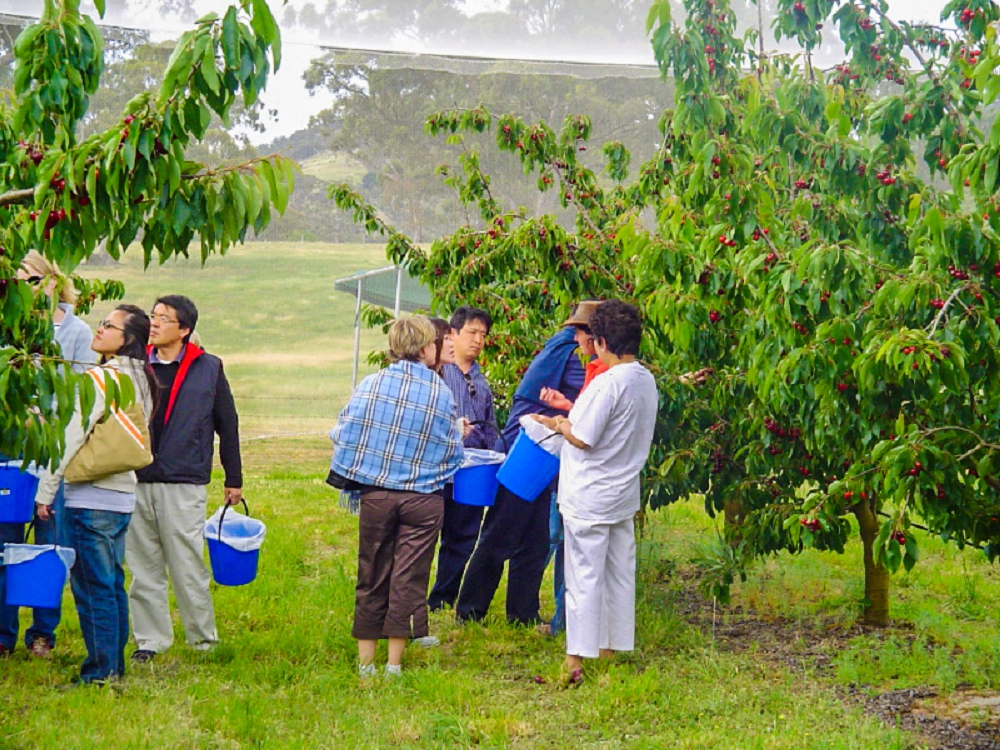 Visitors enjoying picking cherries in the old cherry orchard