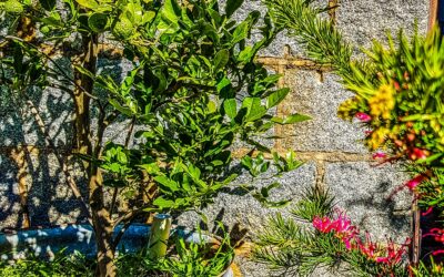 Wicking beds and fruit trees