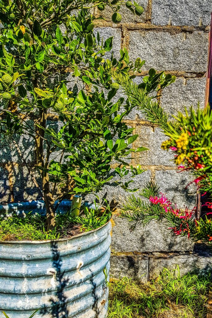 A Makrut lime tree in an old rainwater tank converted into a wicking bed 