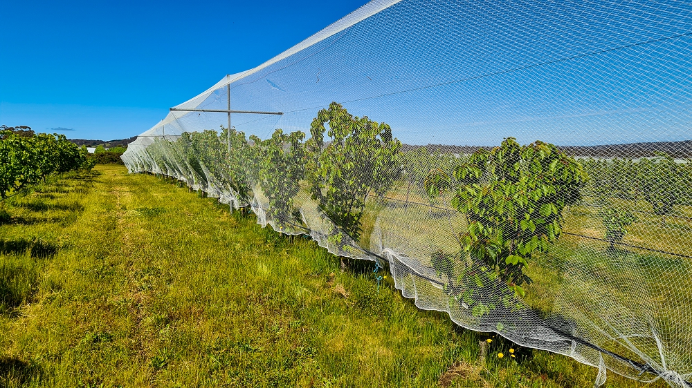 The new cherry orchard, planted in a virgin site