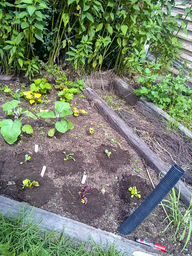 A wicking bed outside the kitchen window