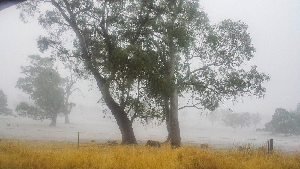 A summer rainstorm flooding the paddocks