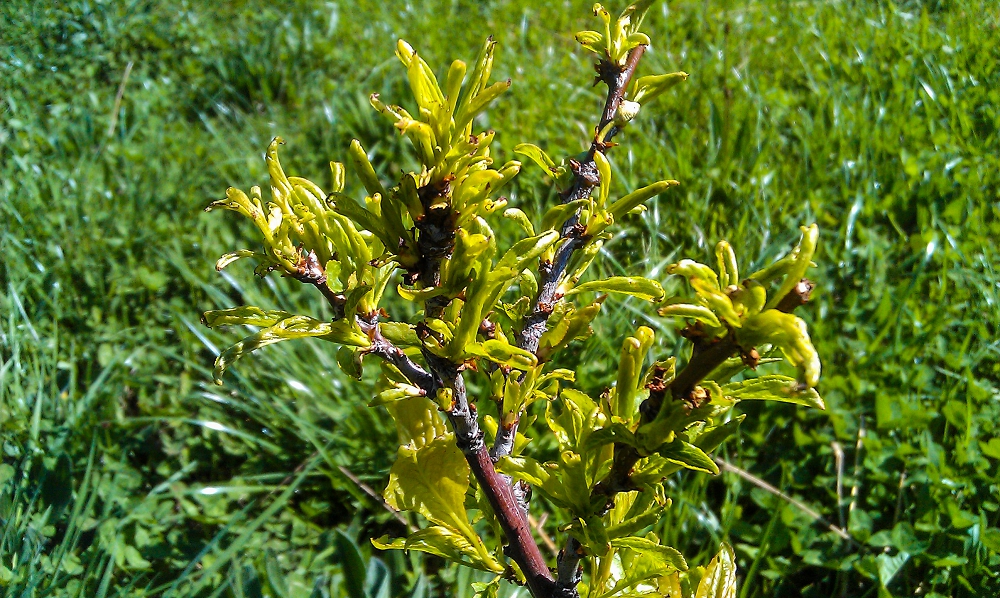 Stunted leaves on a baby plum tree which may be caused by replant disease