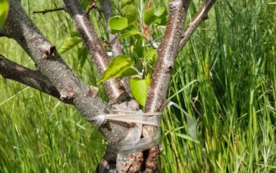 How to repair broken fruit trees