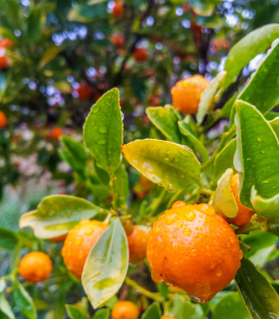 Mandarines enjoying the rain