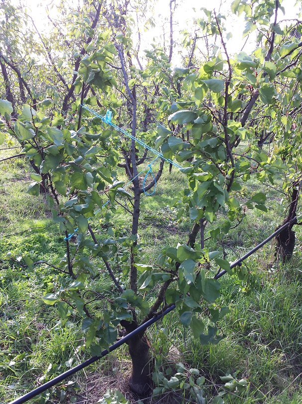 Strapping between two weak branches to help them grow in a more vertical orientation