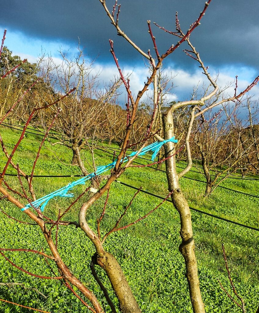 Training your fruit tree with baling twine