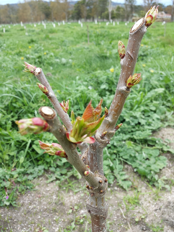 New branches starting to form as a consequence of heading cuts