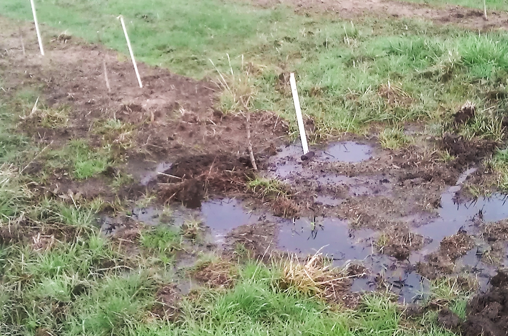 Uh oh! Poor drainage has left these newly planted cherry trees sitting in puddles of water