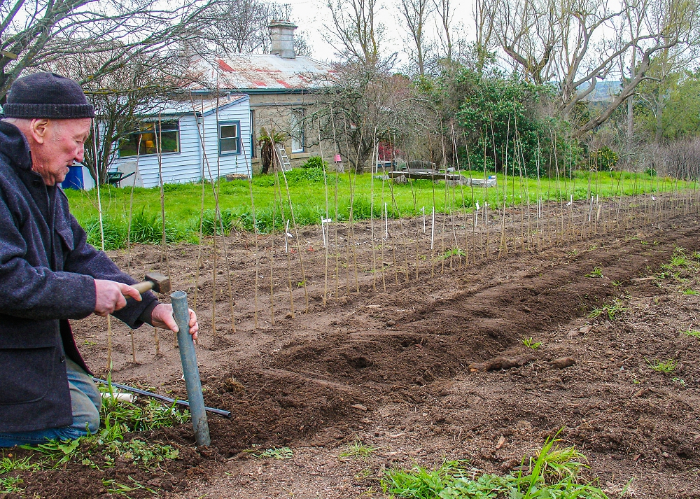 Merv getting ready to plant seed to grow our own rootstocks in the nursery