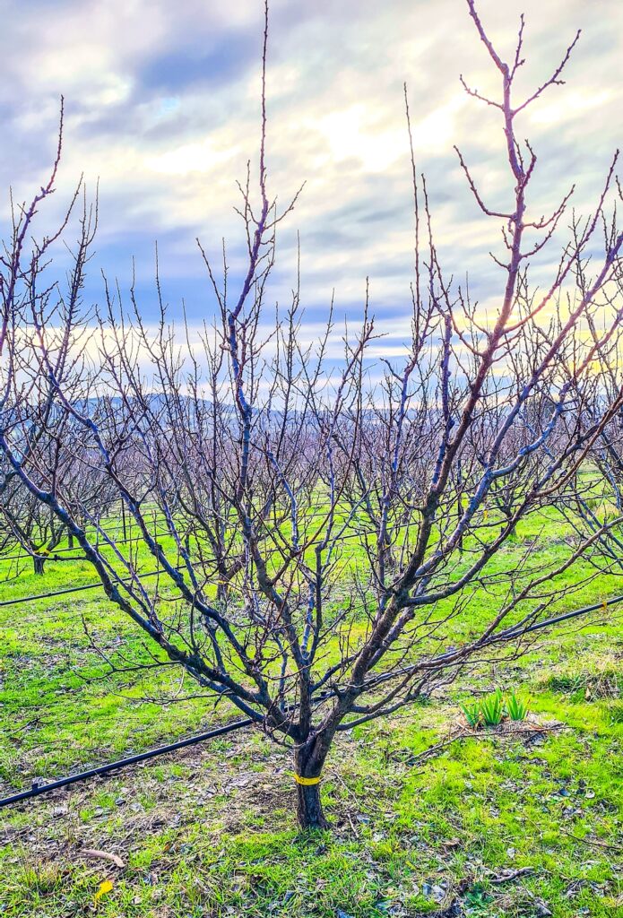 A mature vase-shaped apricot tree