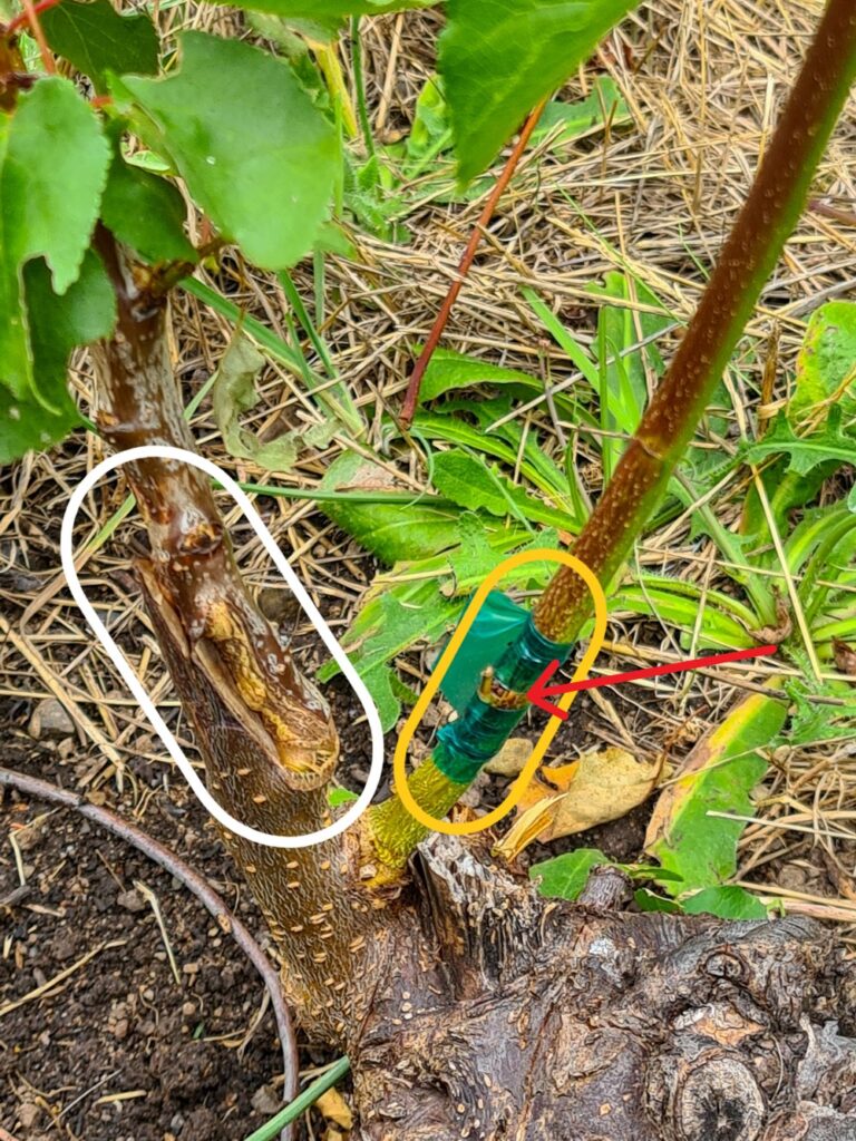 An apricot tree with a whip tongue graft (white oval) and a bud graft (yellow oval and red arrow) on the same tree