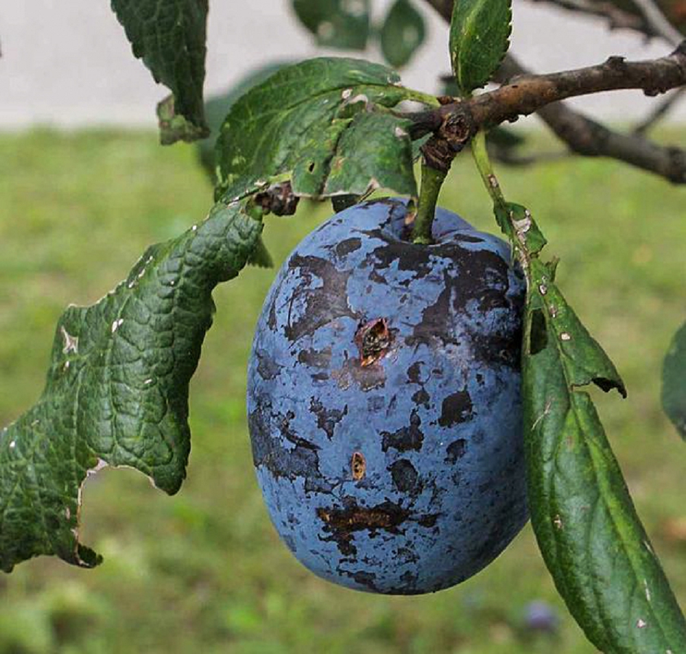 Hail damaged plum