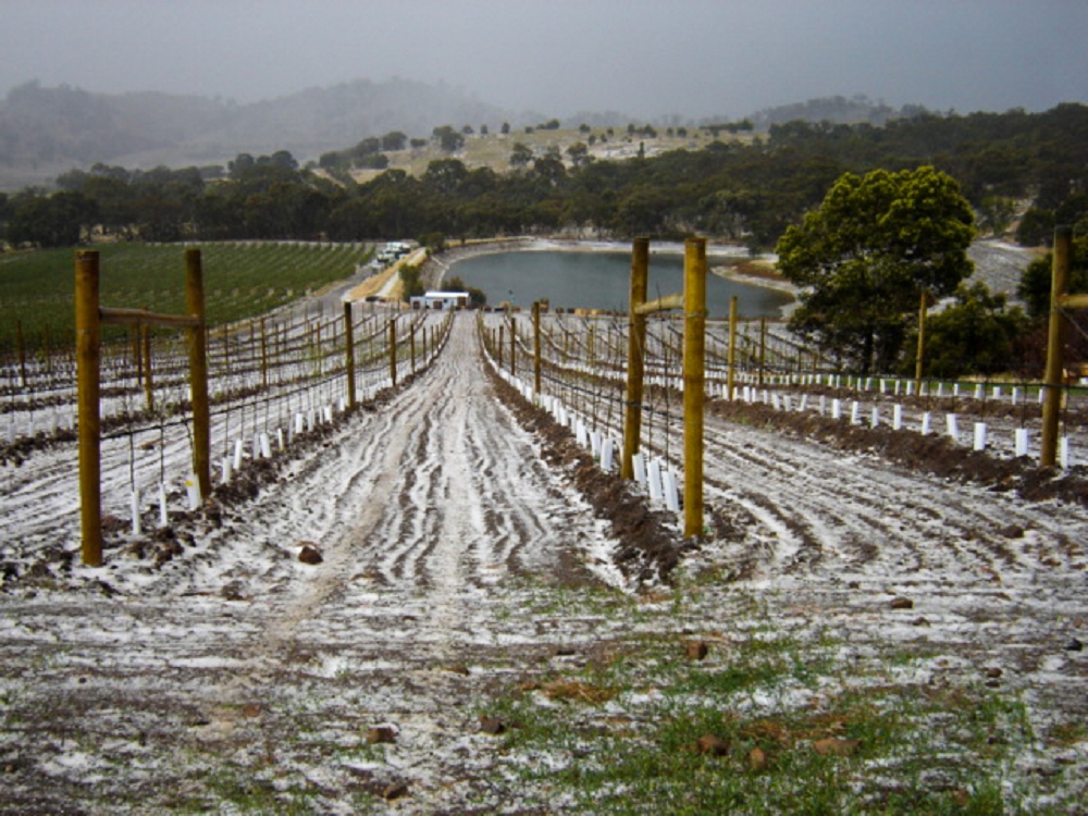 Hail on the ground in an apple orchard after a hailstorm in Harcourt