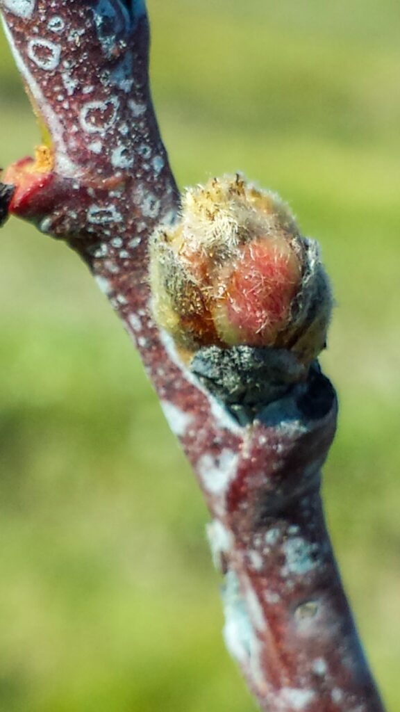 If the buds on your peach tree are already this swollen, they should have had at least the first copper spray (if not the second)