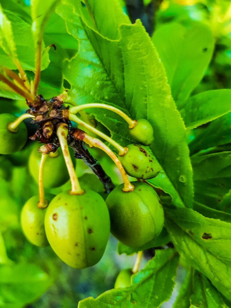 A close-up of a bunch of small green plums with yellow stalks, there are green leaves in the background. The plums have many small round brown marks on the skin as a result of hail damage.