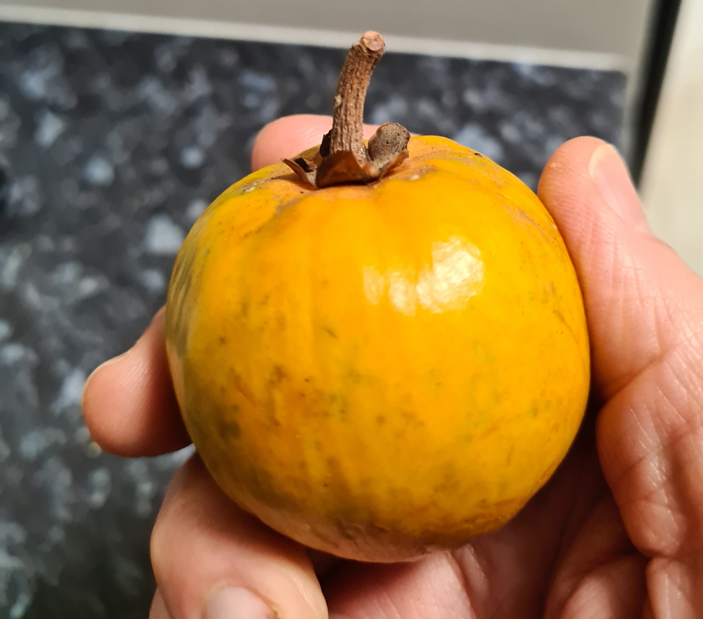 A canistel, or egg fruit - a member of the fascinating sapote family