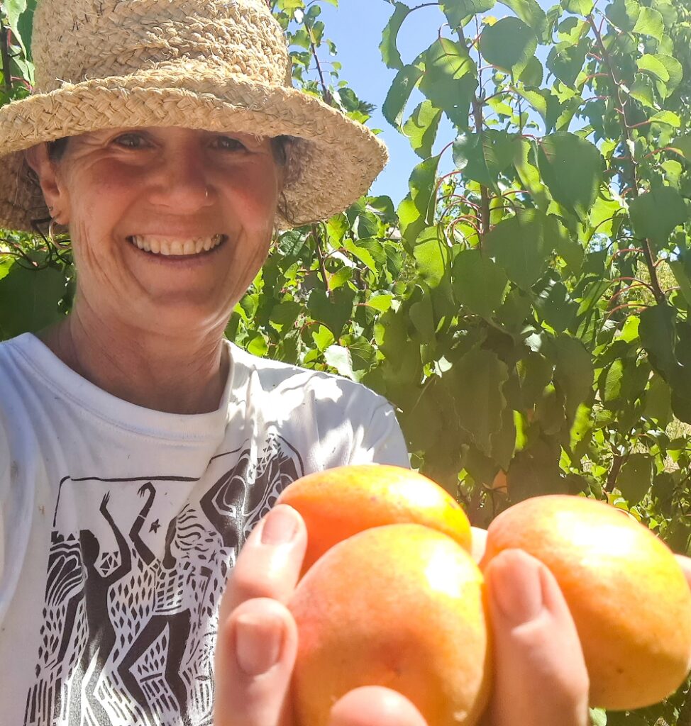 Summer's heritage fruit reward - ripe Tilton apricots