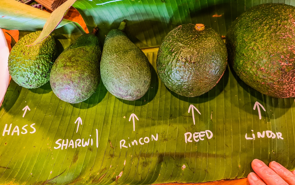 Just five of the dozens of avocado varieties grown at Tropical Fruit World