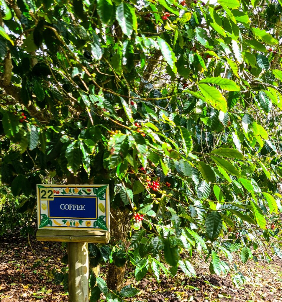 A coffee bush bearing a heavy crop of berries
