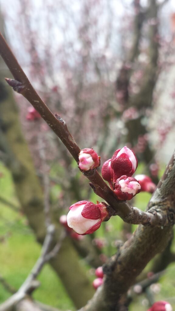 Apricot flowers just bursting out of their pink buds