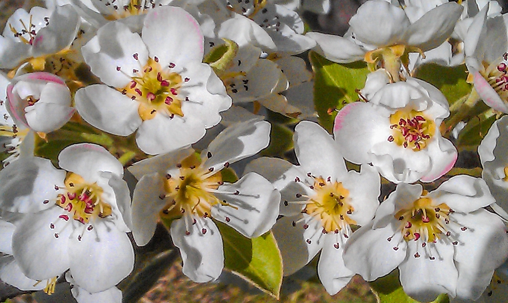 Corella pear flowers with magenta anthers that turn darker brown as the flower ages 