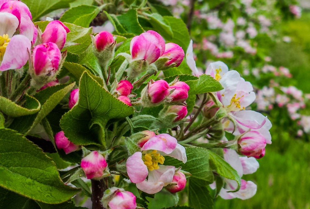 A stunning display of apple blossom emerging from vibrant pink buds