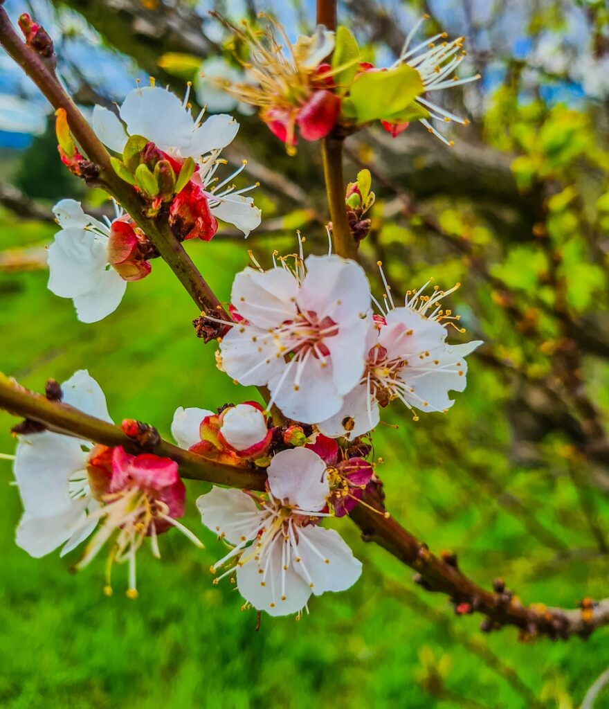 pink spring tree flowers