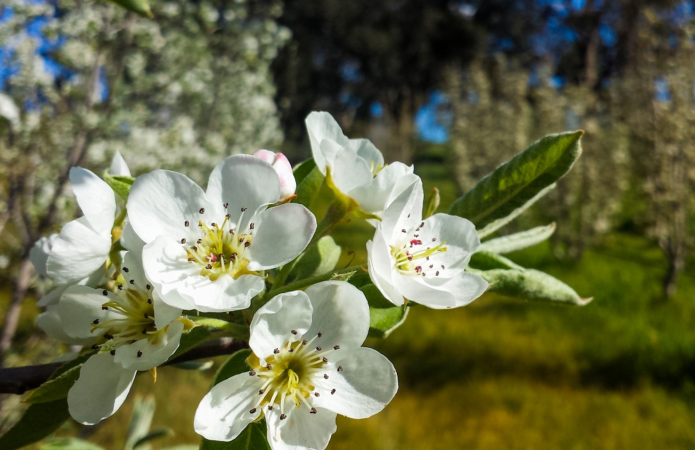 Packham pear blossom
