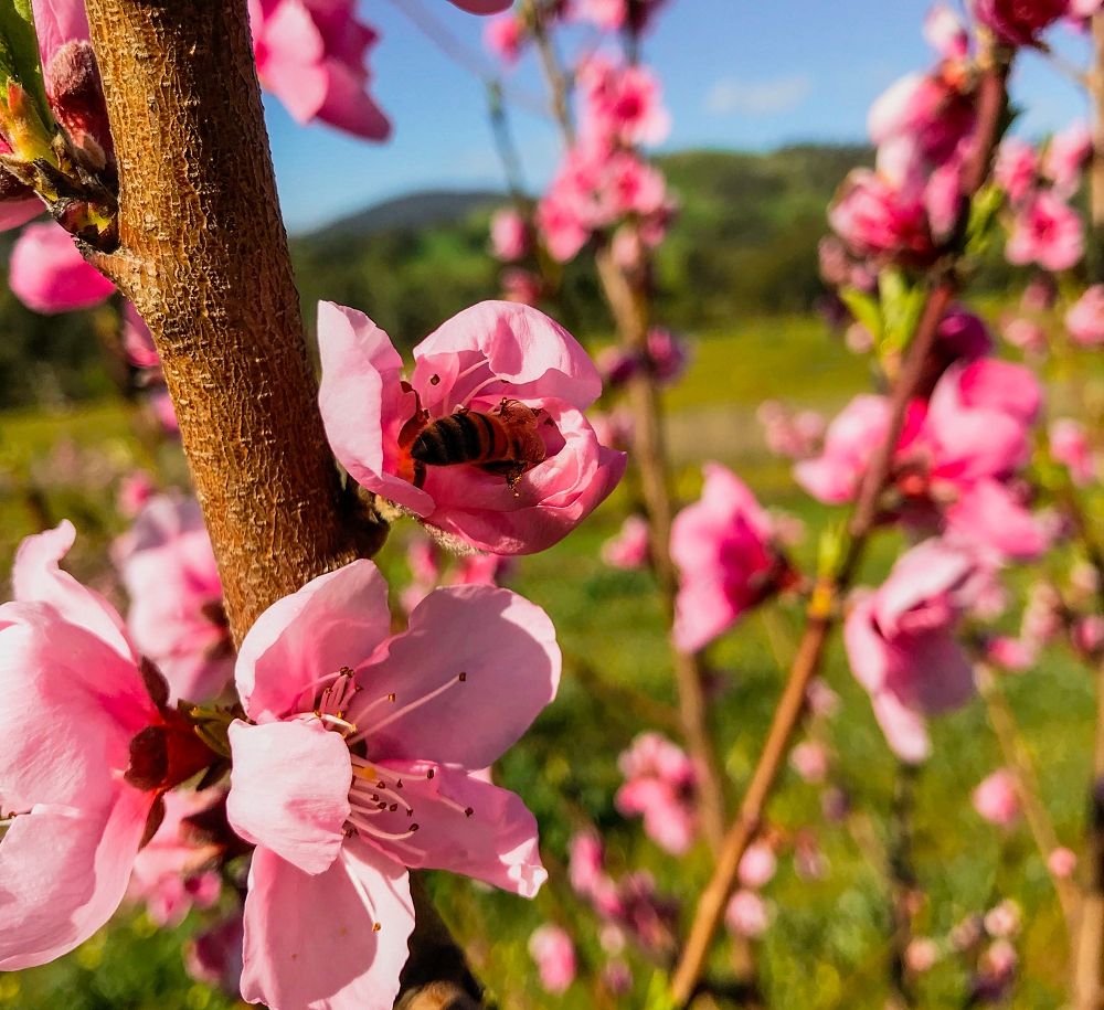 A bee doing it's work in the peach blossom