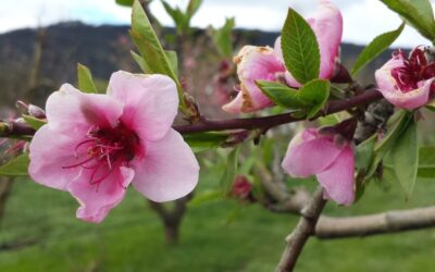 Identifying fruit trees by their flowers