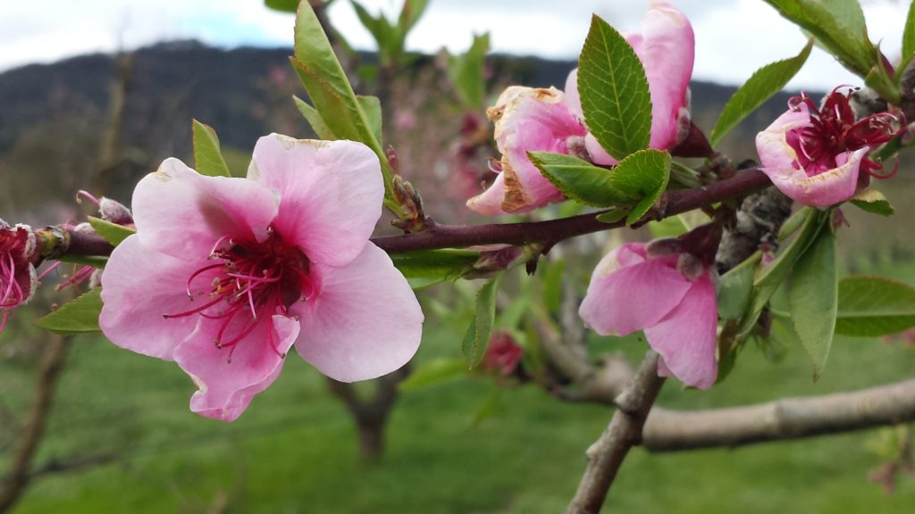 pink spring tree flowers