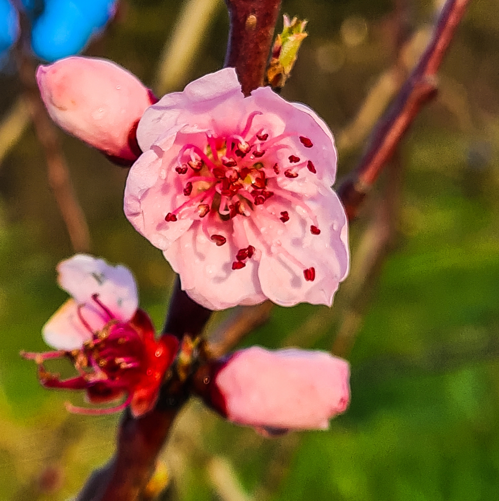 Pale pink peach flowers with crimson anthers