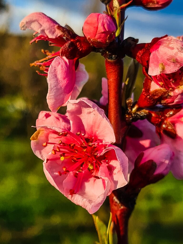 Bright pink peach blossom